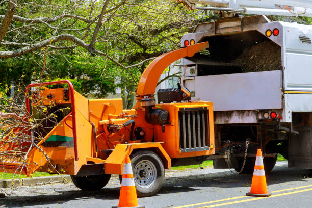 Best Fruit Tree Pruning  in Arlington, WA